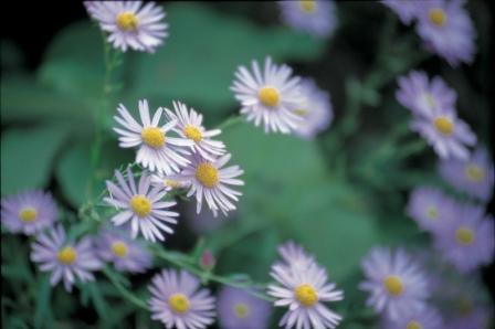 Aster, New England  Aster novae-angliae